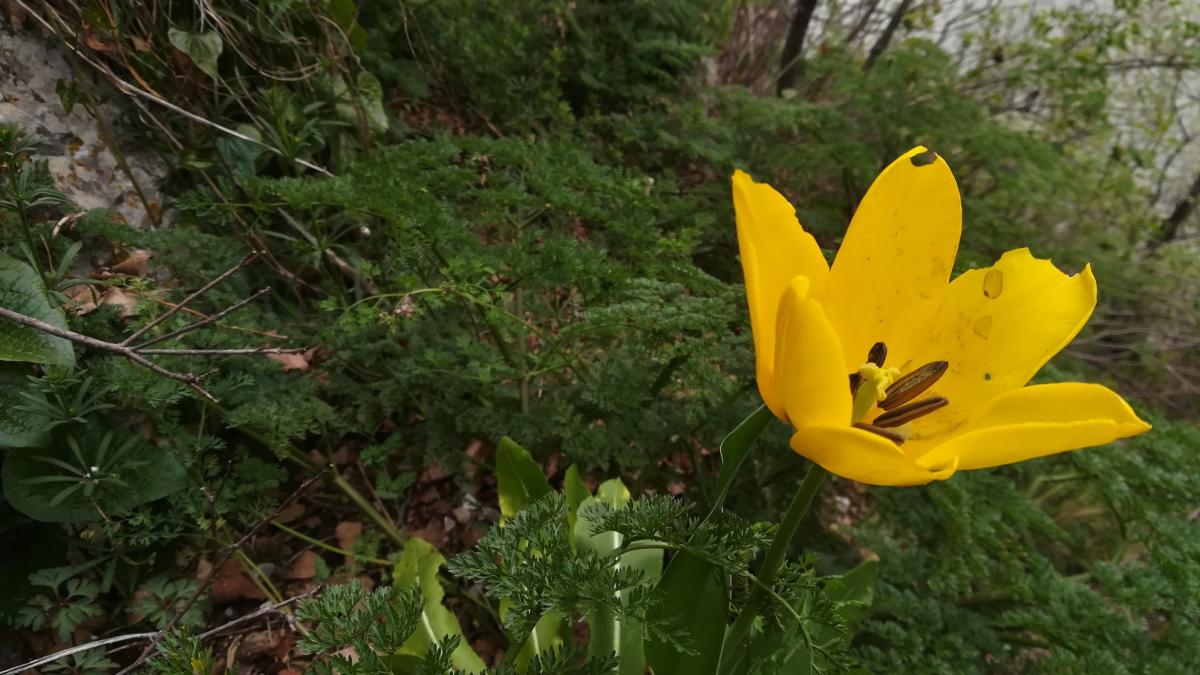 laleaua-de-cazane-floare-unica-in-lume