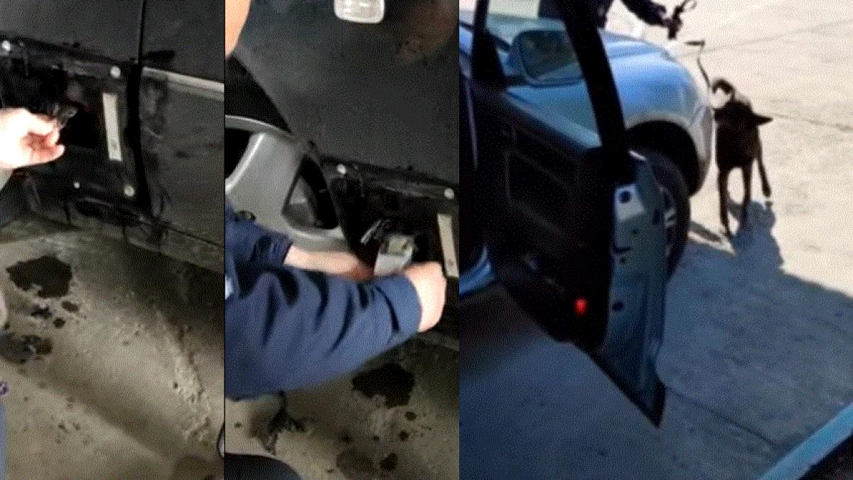 cainele-politist-de-frontiera-nero-a-descoperit-o-comoara-ascunsa-intr-un-automobil-de-lux---video
