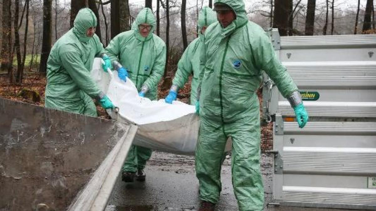 focare_pesta_procina_romania