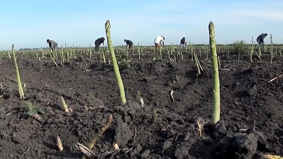 germania--ce-legatura-are-sparanghelul-cu-saracia-romanilor-prc-e2prc-80prc-9esunt-obisnuiti-cu-aceste-conditii-precare-de-muncaprc-e2prc-80prc-9d