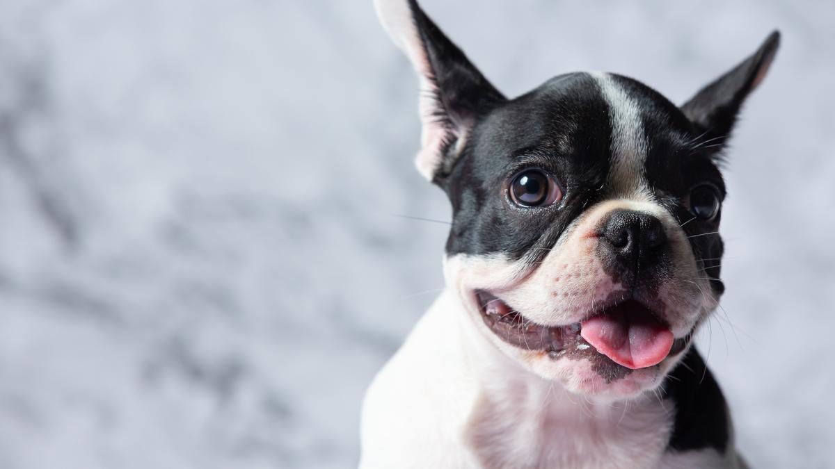 mai-multi-italieni-au-cumparat-prc-e2prc-80prc-9ecaini-de-rasa-puraprc-e2prc-80prc-9d-de-la-un-roman--ce-au-primit-in-schimb