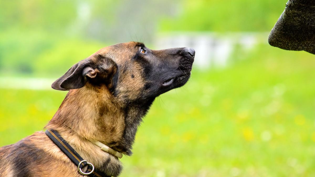 malinois-caine-covid-flickr