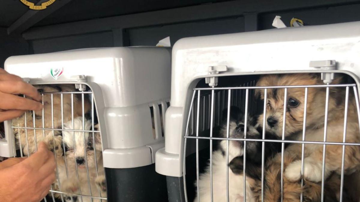 italia--o-romanca-a-gasit-o-cale-usoara-de-a-face-bani--prinsa-cu-noua-catelusi--pentru-care-ar-fi-castigat-9-000-de-euro