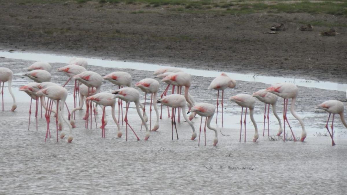 imagini-rare--peste-100-de-pasari-flamingo-au-fost-vazute-in-delta-dunarii-sursa-arbdd
