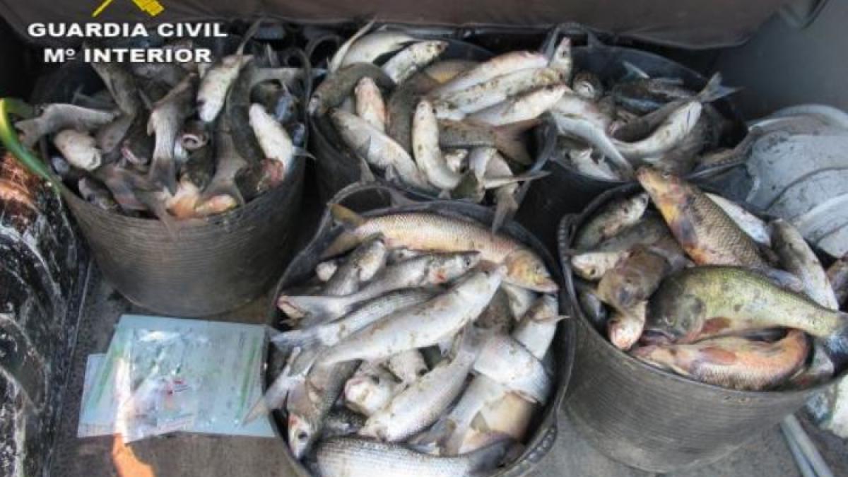 spania--doi-pescari-romani-au-ramas-fara-pestele-prins-ilegal--garda-civila-a-confiscat-125-de-kilograme-de-biban