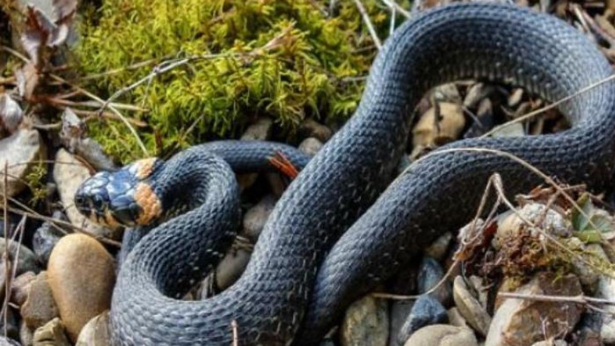 un-sarpe-de-150-de-centimetri--descoperit-intr-o-casa-din-craiova