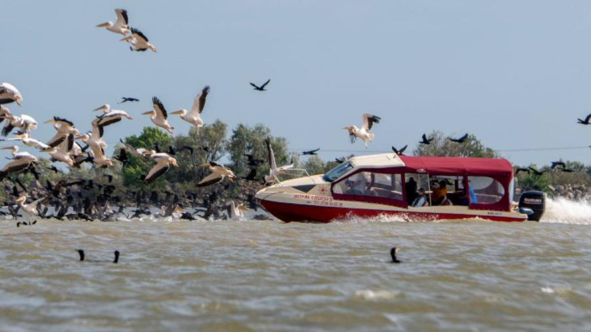 romanul-care-a-intrat-cu-barca-intr-o-colonie-de-pelicani--in-delta-dunarii--s-a-ales-cu-dosar-penal