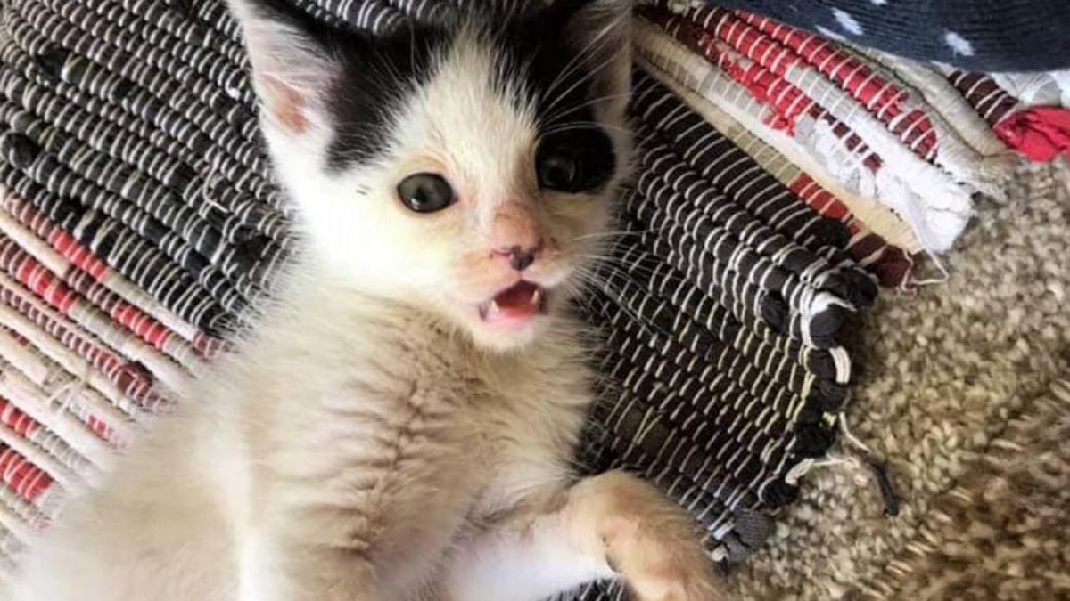 roman-pui-de-pisica-din-romania-in-marea-britanie-independent