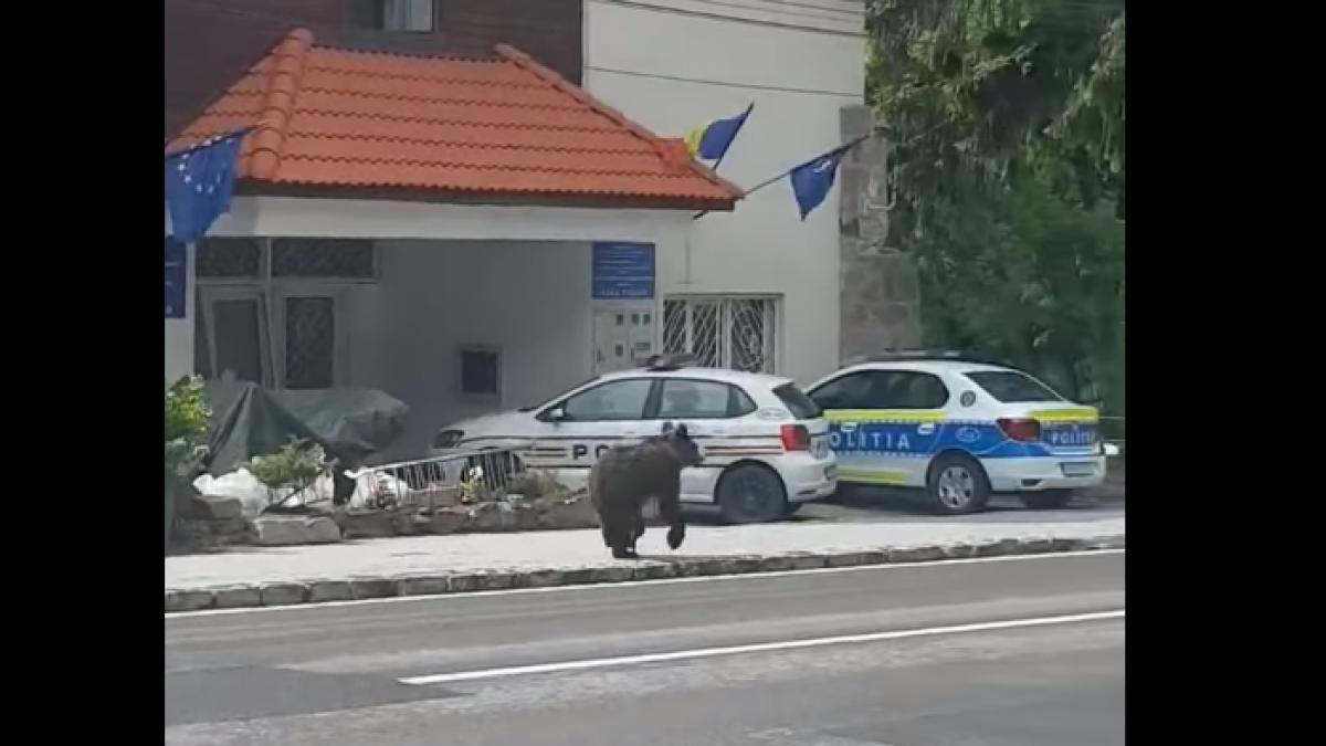 urs-politie-baile-tusnad