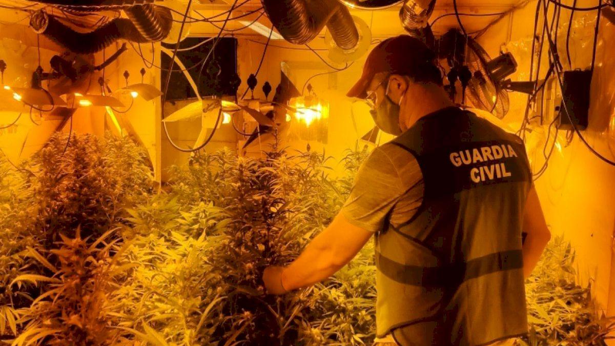 plantatie_marijuana_droguri