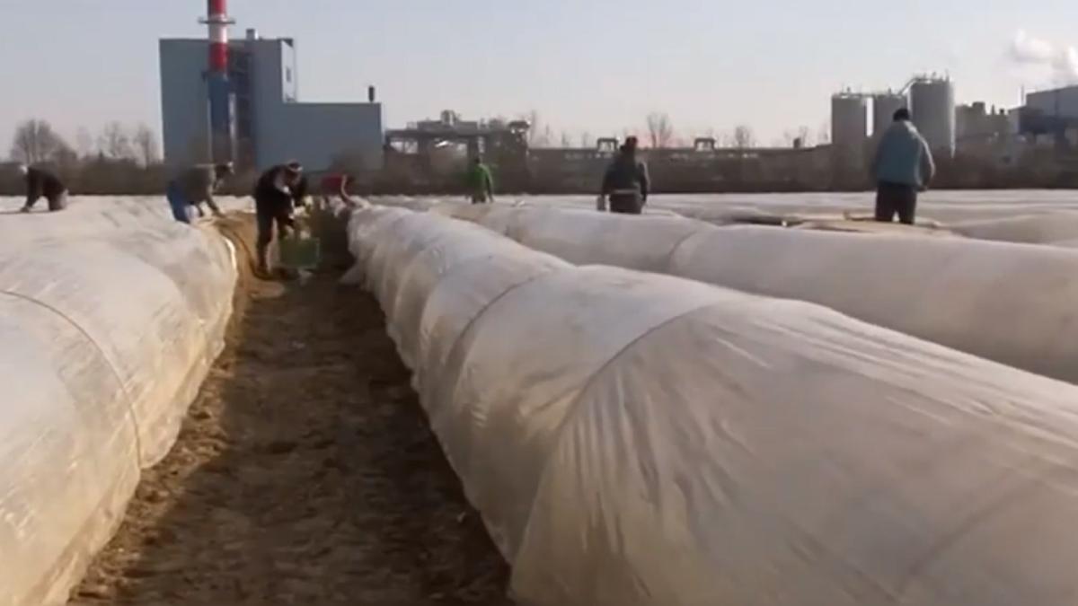 presa-din-olanda--prc-e2prc-80prc-9eromanii-suporta-abuzurile-in-strainatate-pentru-ca-nimeni-din-tara-de-origine-nu-i-a-invatat-ca-au-drepturiprc-e2prc-80prc-9d