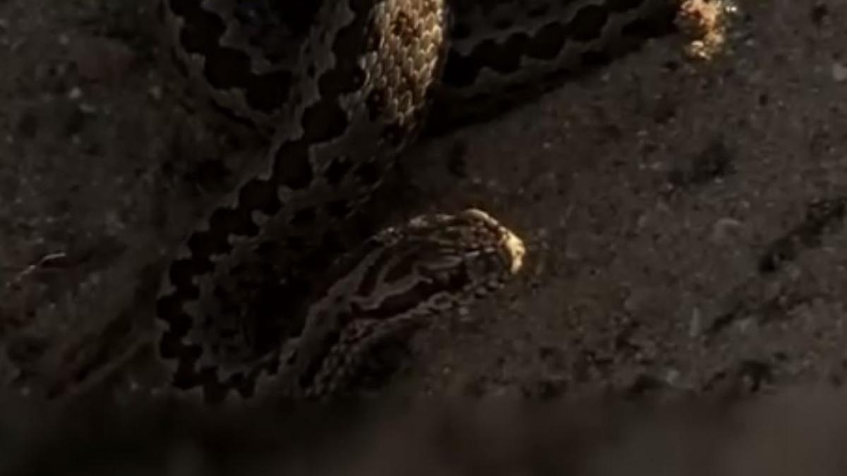 alerta-in-delta--tot-mai-multe-vipere-au-aparut-pe-plajele-salbatice--romanii--avertizati-de-autoritati