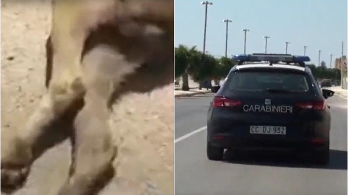 italia--un-roman-a-masacrat-cainele-vecinului-si-a-postat-videoclipul-pe-retelele-sociale-prc-e2prc-80prc-9enu-mi-musca-el-copilulprc-e2prc-80prc-9d---video