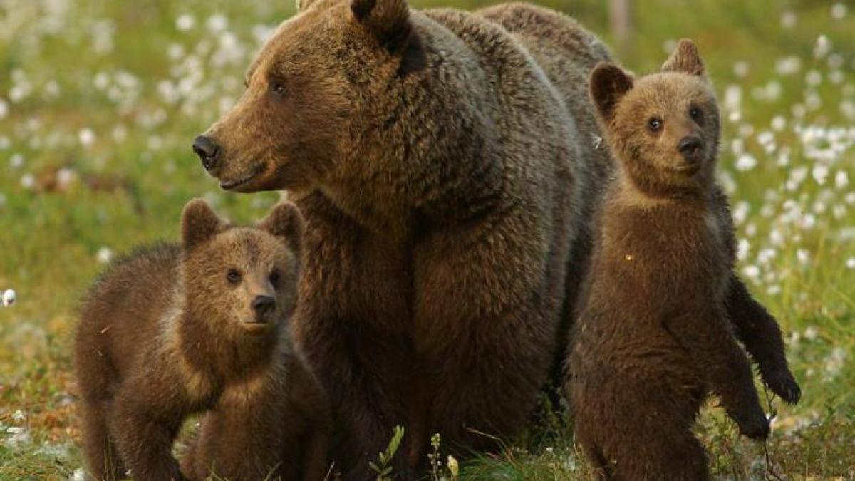 o-ursoaica-cu-pui-a-intrat-in-bucataria-unei-case--in-baile-tusnad--proprietara-s-a-baricadat-in-camera