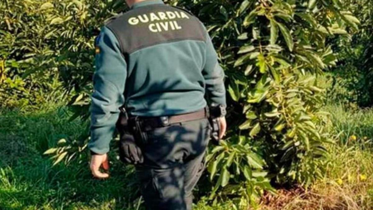 spania--trei-romani--acuzati-ca-au-furat-sute-de-kilograme-de-avocado--in-valoare-de-2000-de-euro