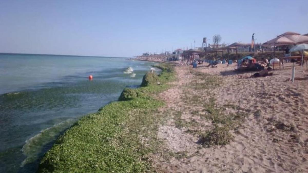 plajele-de-pe-litoral-s-au-umplut-de-alge--cantitate-uriasa-in-olimp--mangalia-si-vama-veche