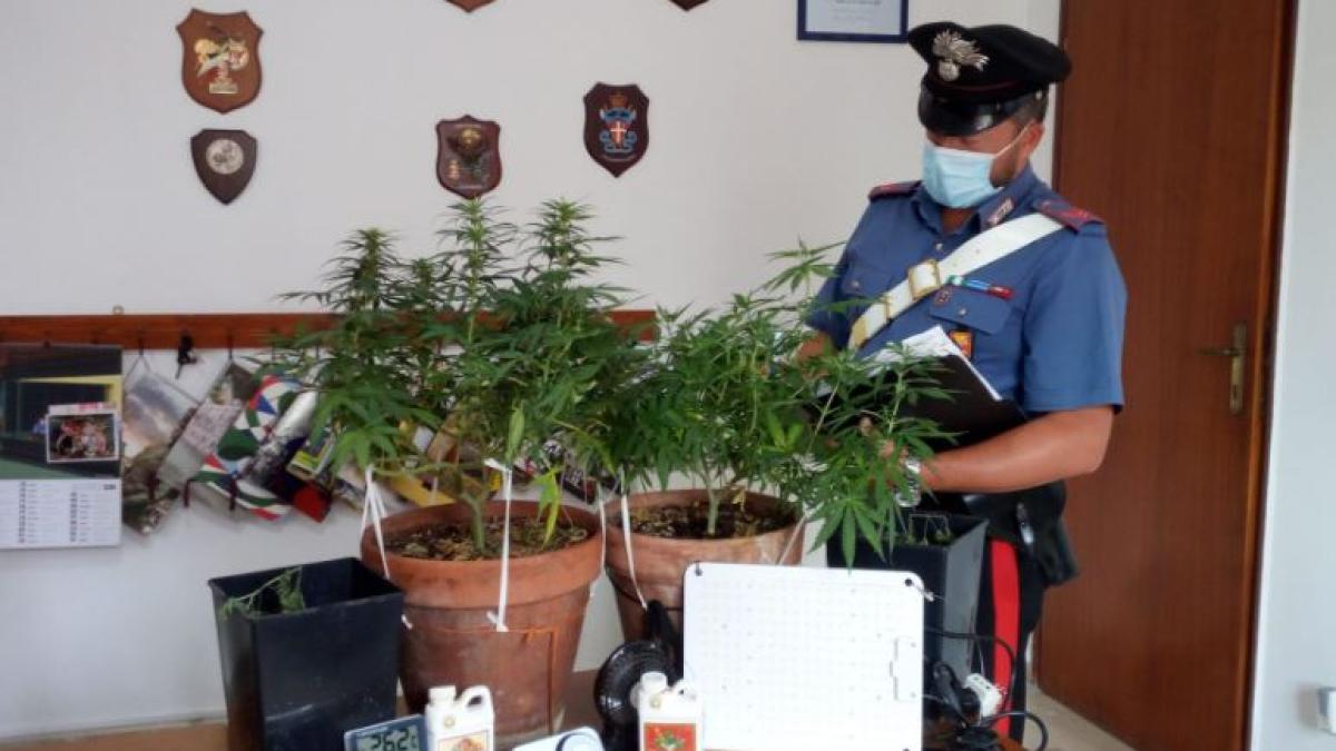 italia--un-roman-care-cultiva-canepa-indiana-acasa--saltat-de-carabinieri