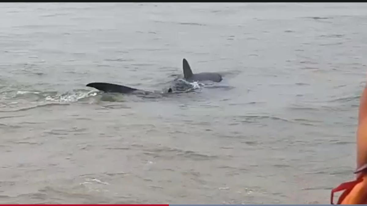 rechin-plaja-spania-benidrom