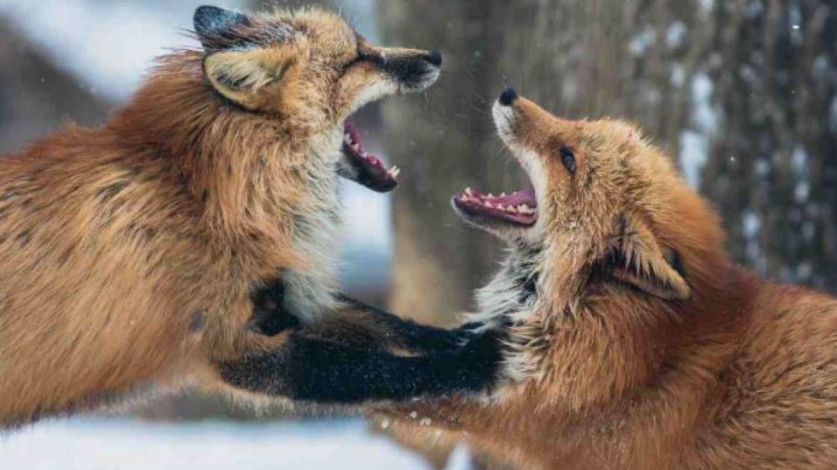 horoscop--topul-celor-mai-certarete-semne-ale-zodiacului--nativii-rac--expertii-dezbaterilor-si-a-discutiilor-aprinse