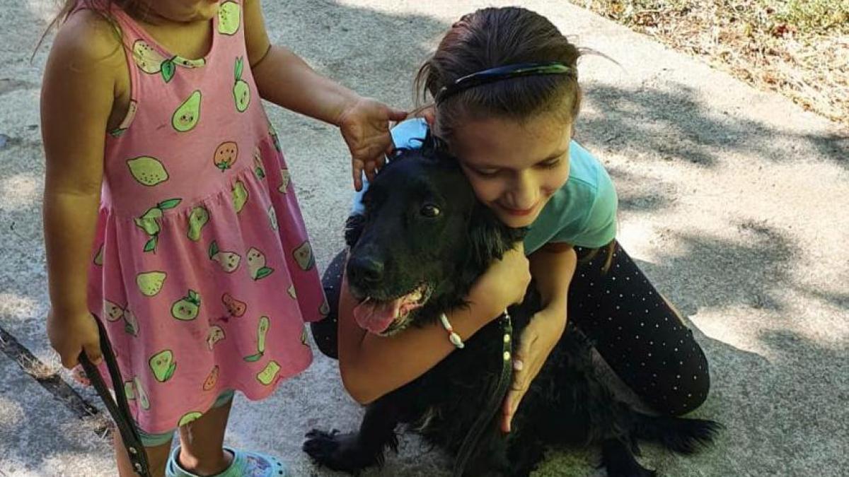 catel-gasit-arad-pierdur