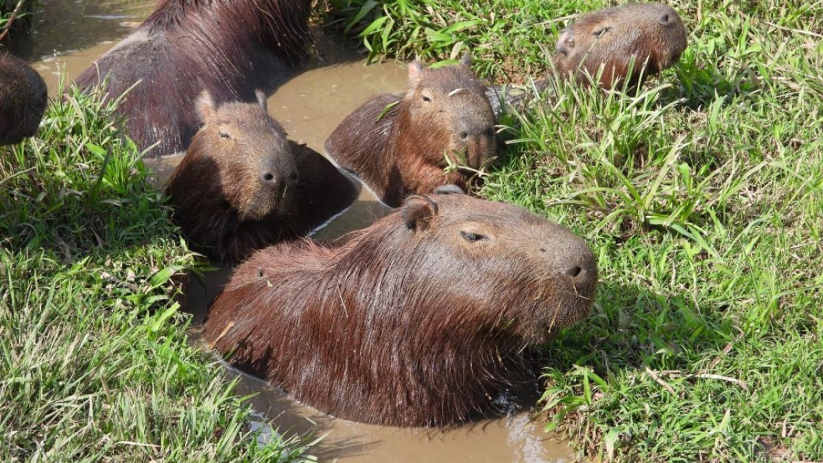 capibara