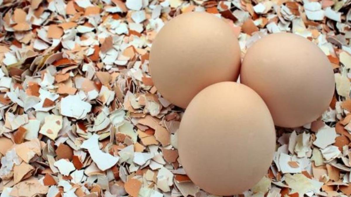 nu-mai-aruncati-cojile-de-oua--motivele-geniale-pentru-care-ar-trebui-sa-le-folositi-in-gradina