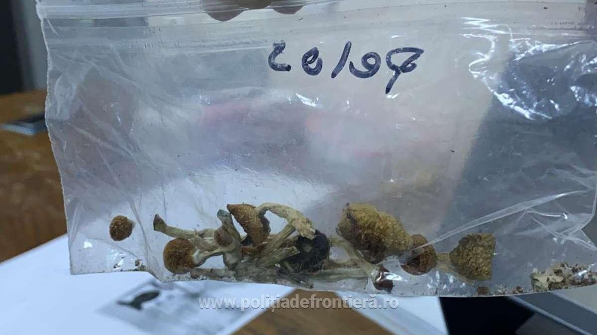 ciuperci-halucinogene