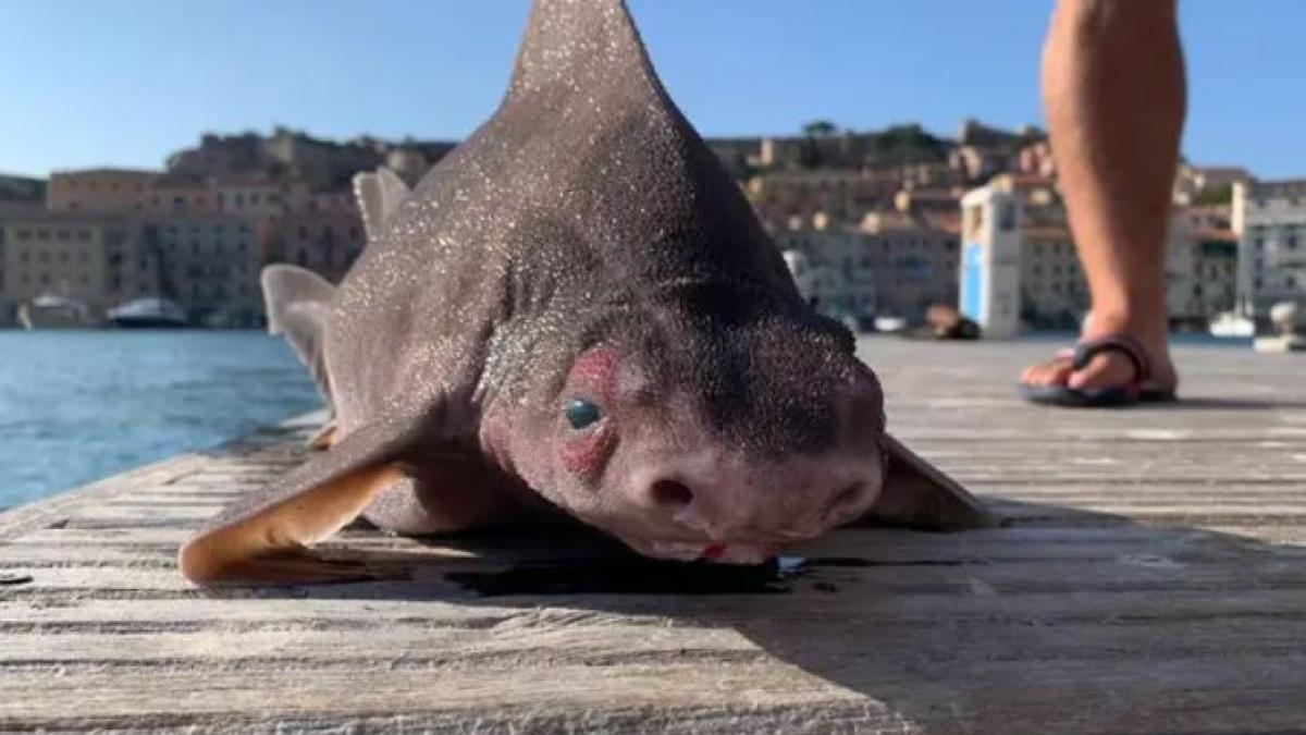 creatura-bizara-descoperita-de-marinarii-italieni--are-corp-de-rechin-si-cap-de-porc