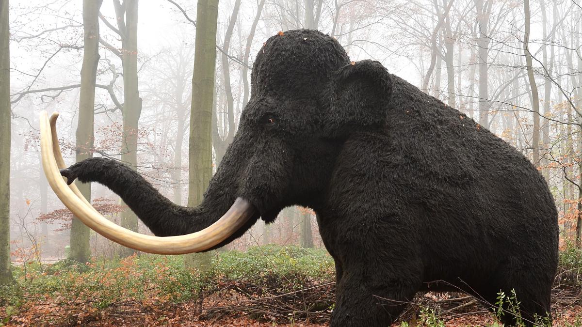mamut-animal-elefant