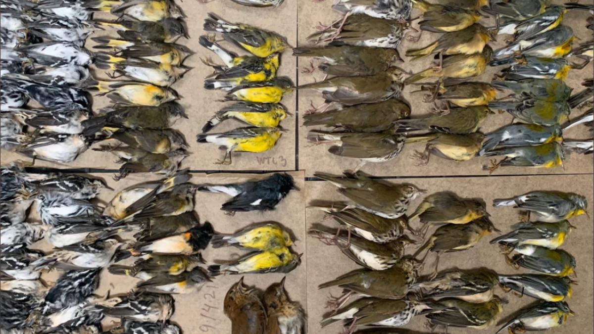 sute-de-pasari-moarte-new-york