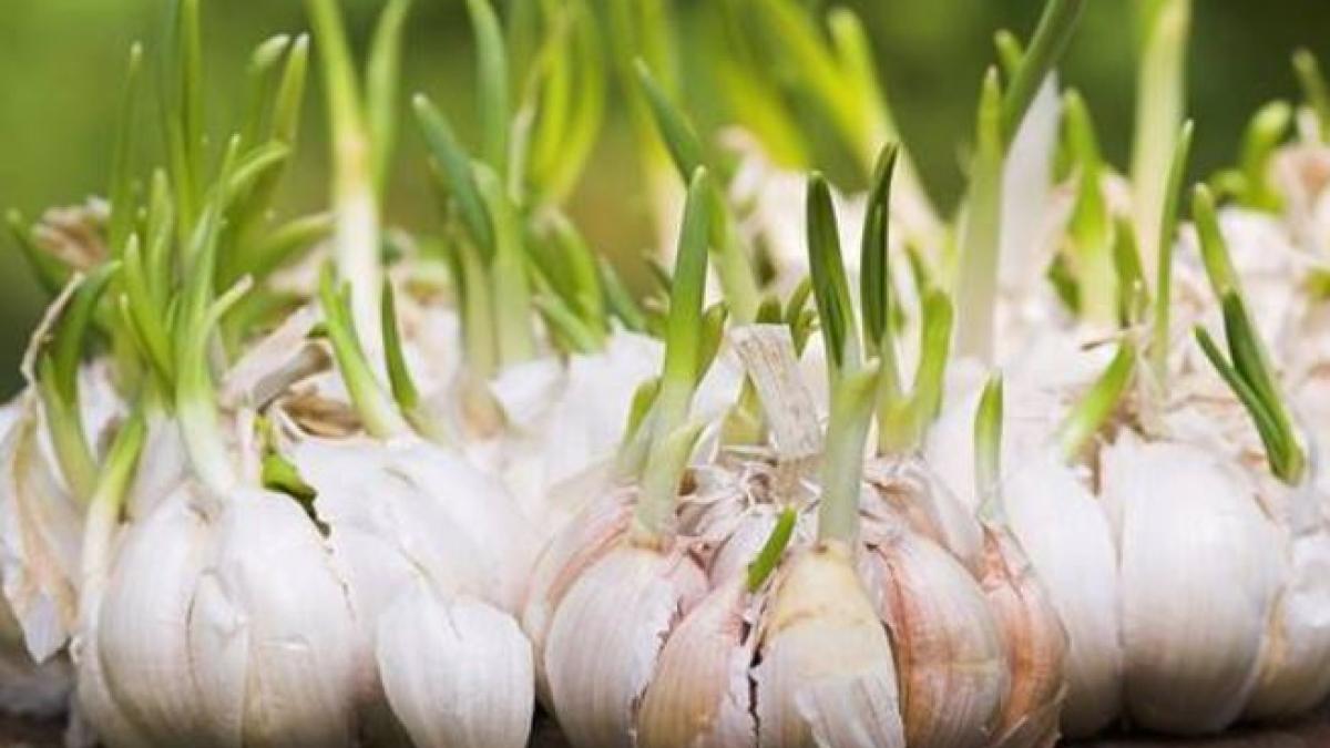 nu-arunca-niciodata-usturoiul-incoltit--este-mai-valoros-decat-cel-simplu