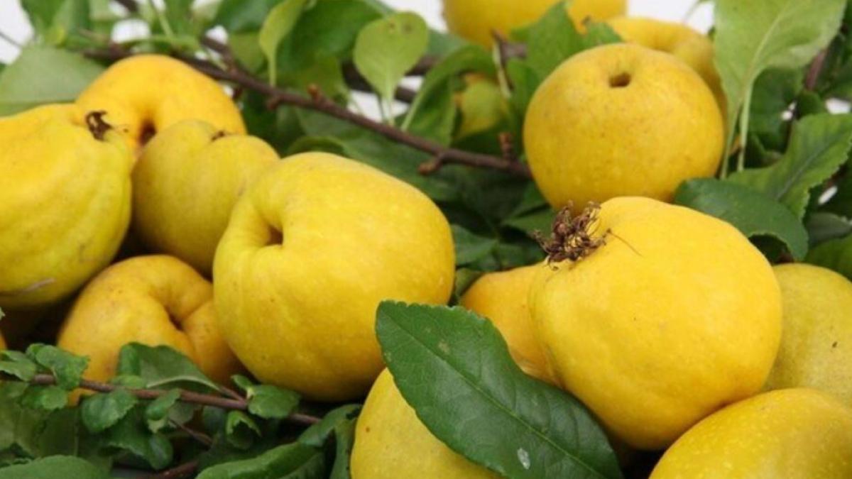 gutuile--leac-pentru-inima-si-ficat--sapte-motive-pentru-care-poti-considera-gutuia-un-fruct-minune