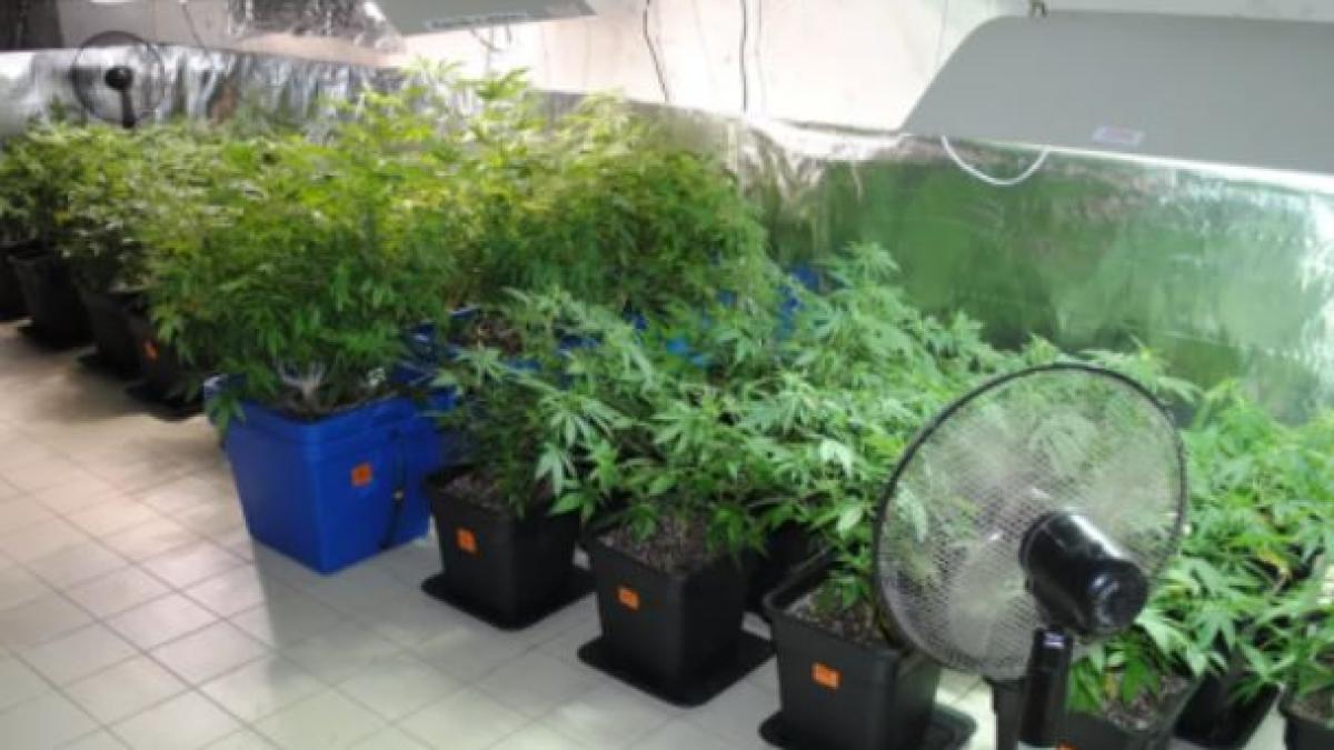 germania--o-femeie-de-91-de-ani-din-cultiva-canabis-fara-sa-stie