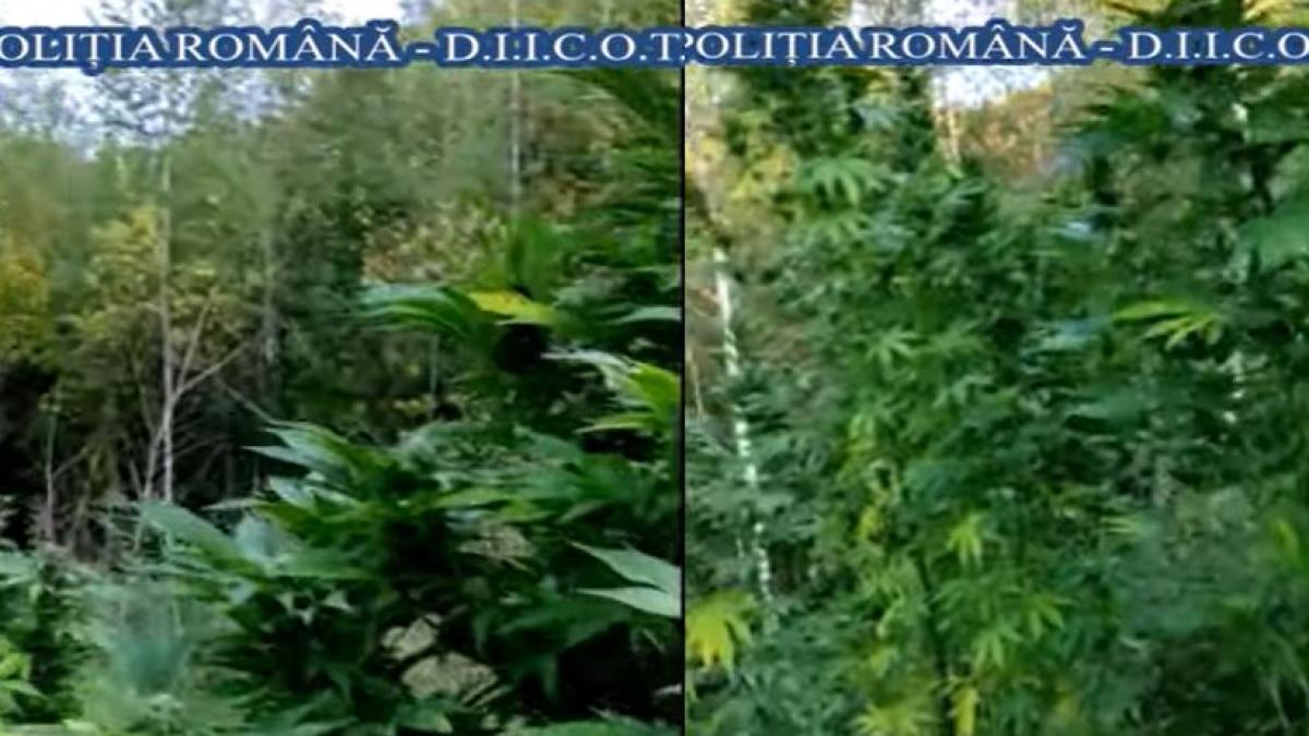 doi-romani--au-pus-la-cale-o-afacere-ilegala--cultivau-cannabis-pe-diferite-terenuri-neamenajate