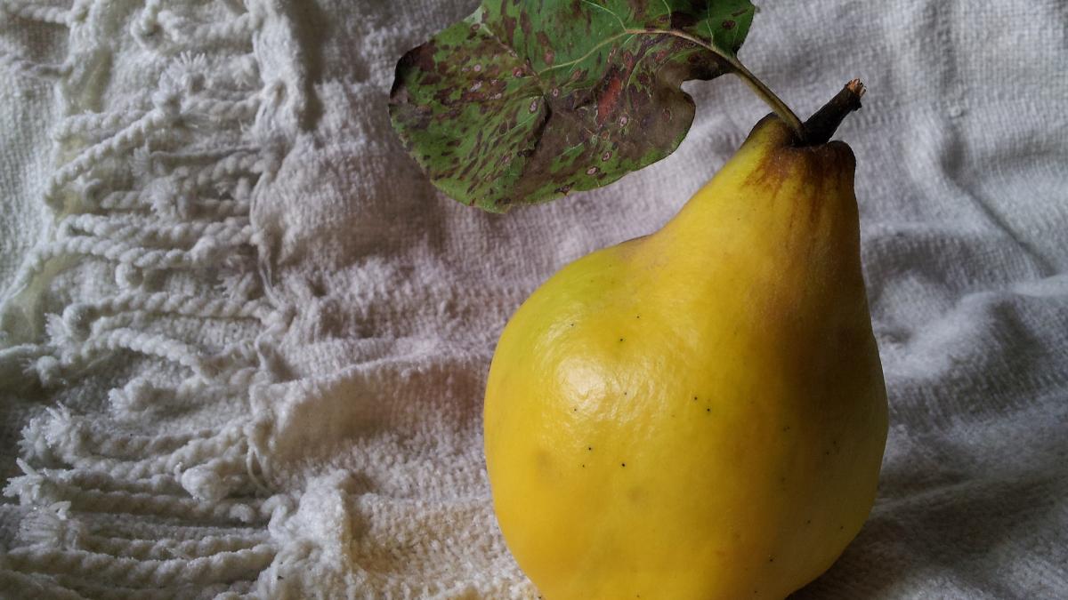 gutuia--darul-minune-al-toamnei-reteta-celui-mai-bun-remediu-contra-tusei--aflat-de-la-bunica