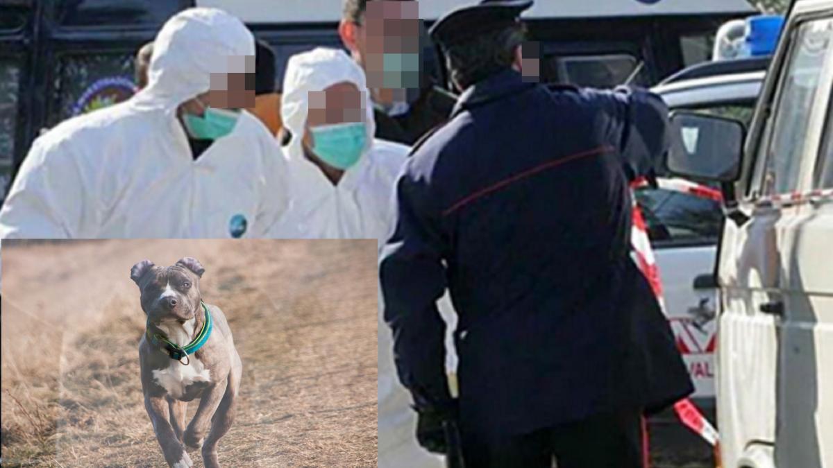 batrana-ucisa-caini-italia-amstaff