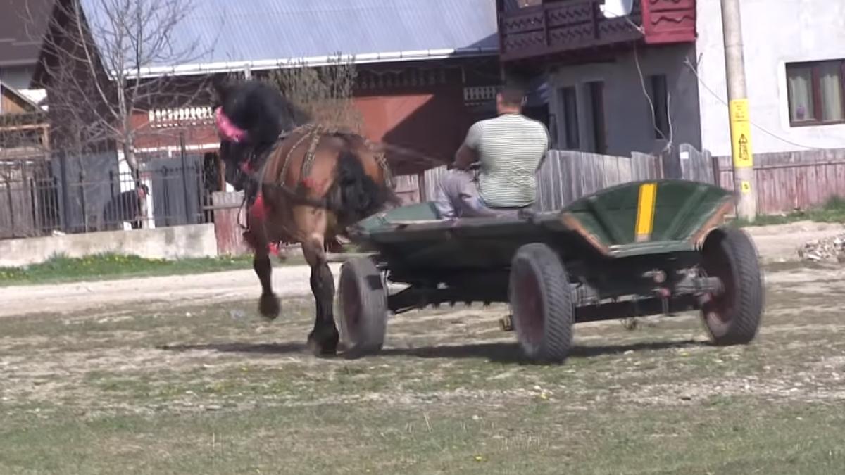 caruta-coceni-cal-cu-caruta