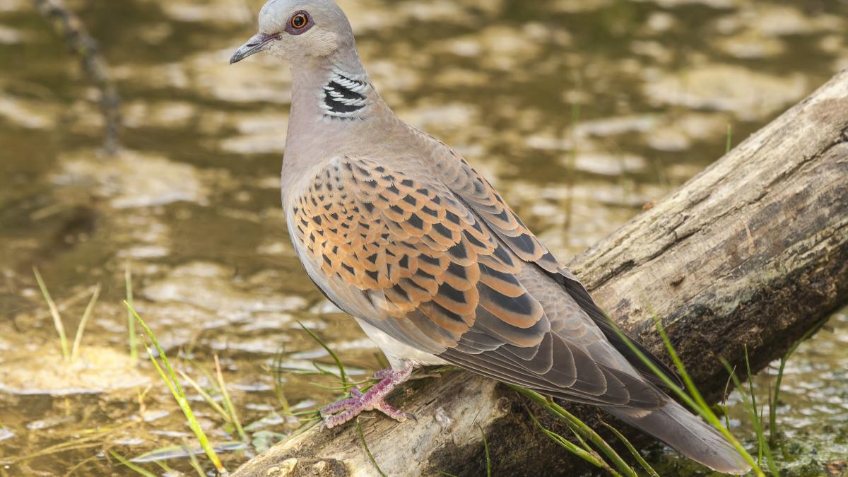 belgia--un-roman-a-furat-porumbei-in-valoare-de-600-000-euro