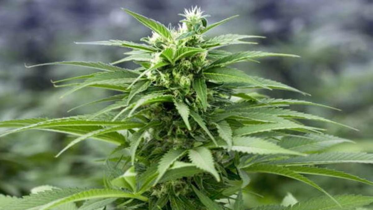 germania--un-roman-se-plimba-cu-o-masina--burdusita-cu-cinci-kilograme-de-marijuana--politistii-l-au-arestat-pe-loc