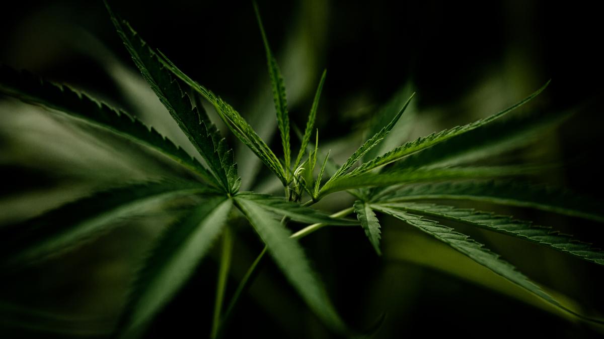 luxemburg--prima-tara-din-europa-care-va-legaliza-canabisul