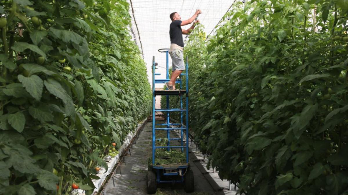 muncitori-romani-culegatori-rosii-insulele-canare