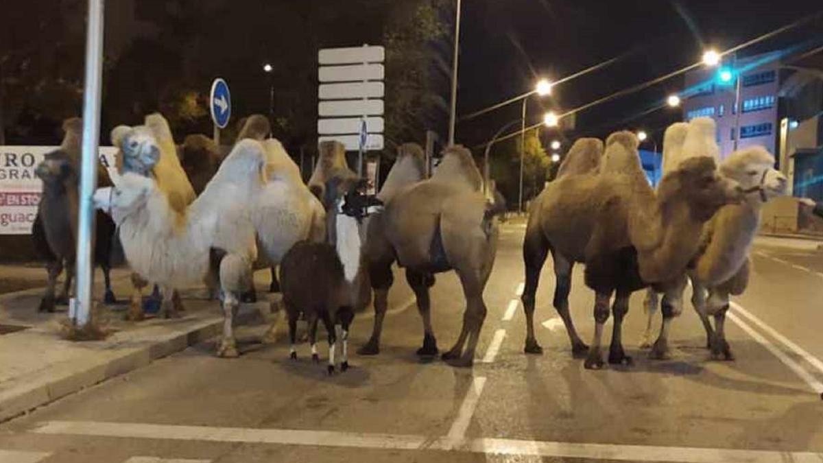 spania--mai-multe-camile-si-o-lama--in-libertate-pe-strazile-din-madrid-au-evadat-de-la-un-circ---foto-1