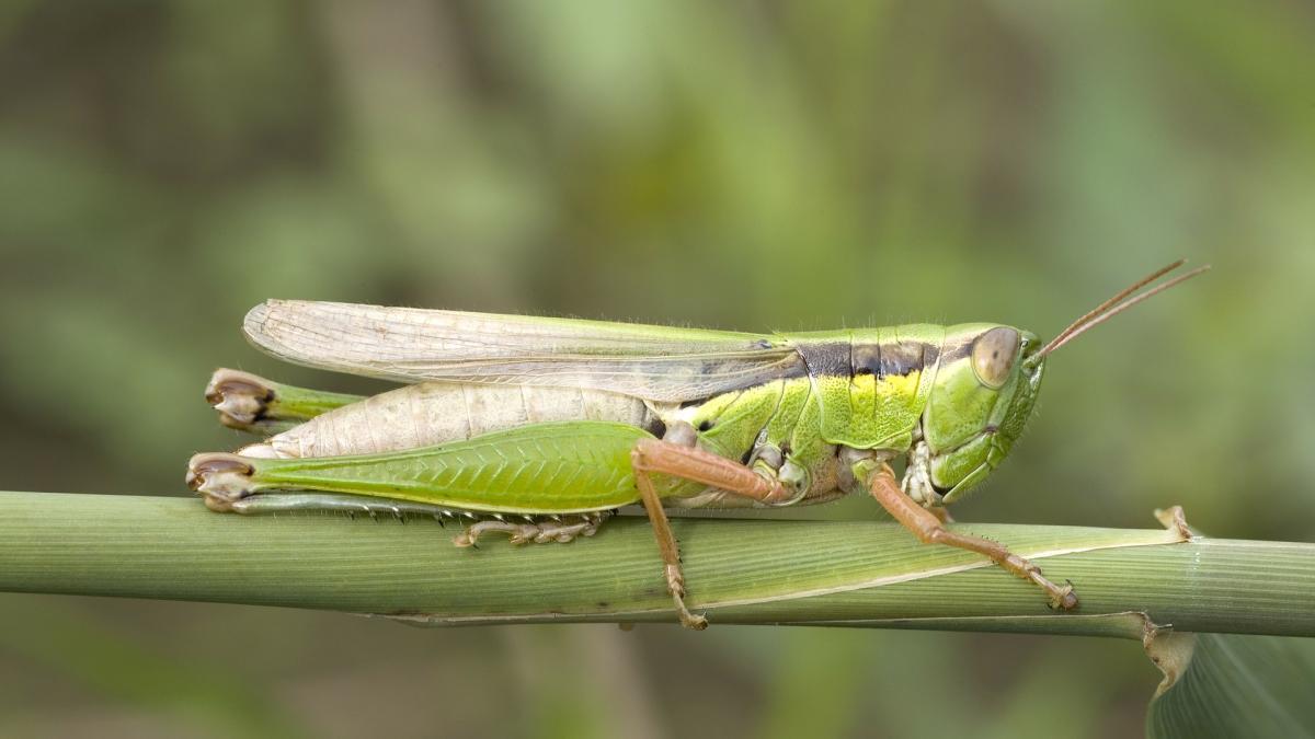 grasshopper-gdfaaaa9e3_1920