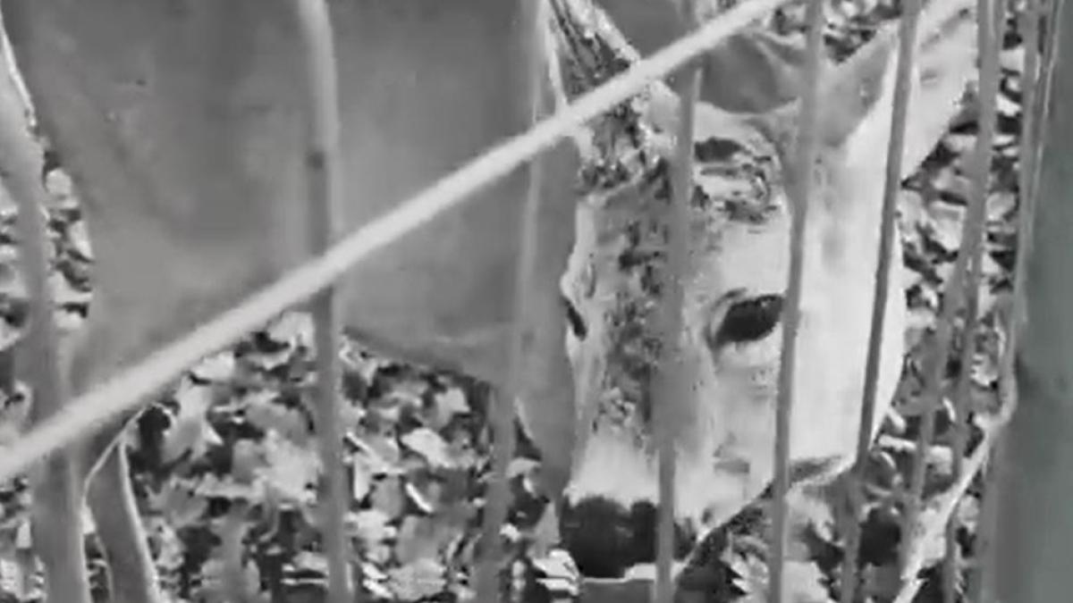 incident-socant-la-o-gradina-zoologica-din-vestul-tarii--un-vizitator-a-rupt-cornul-unui-caprior--ca-suvenir