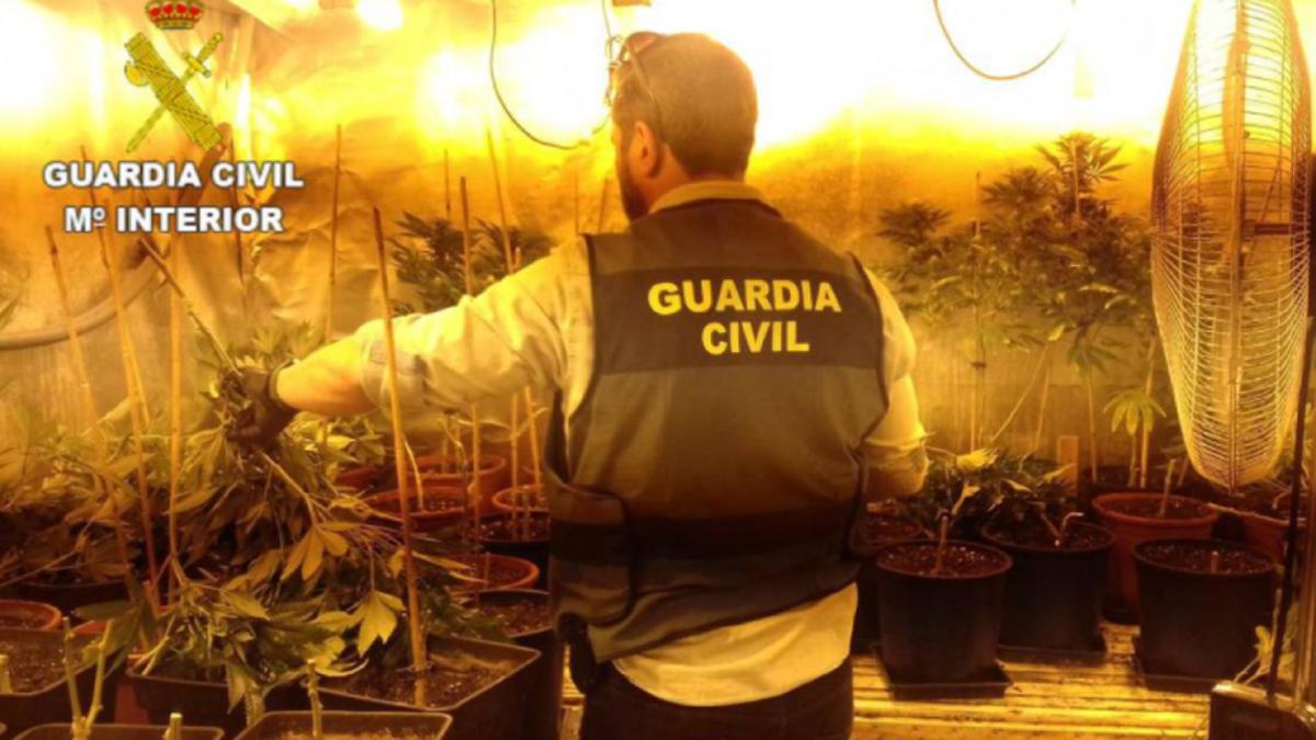 spania--romani--prinsi-cu-peste-1-100-de-plante-de-marijuana-in-casa