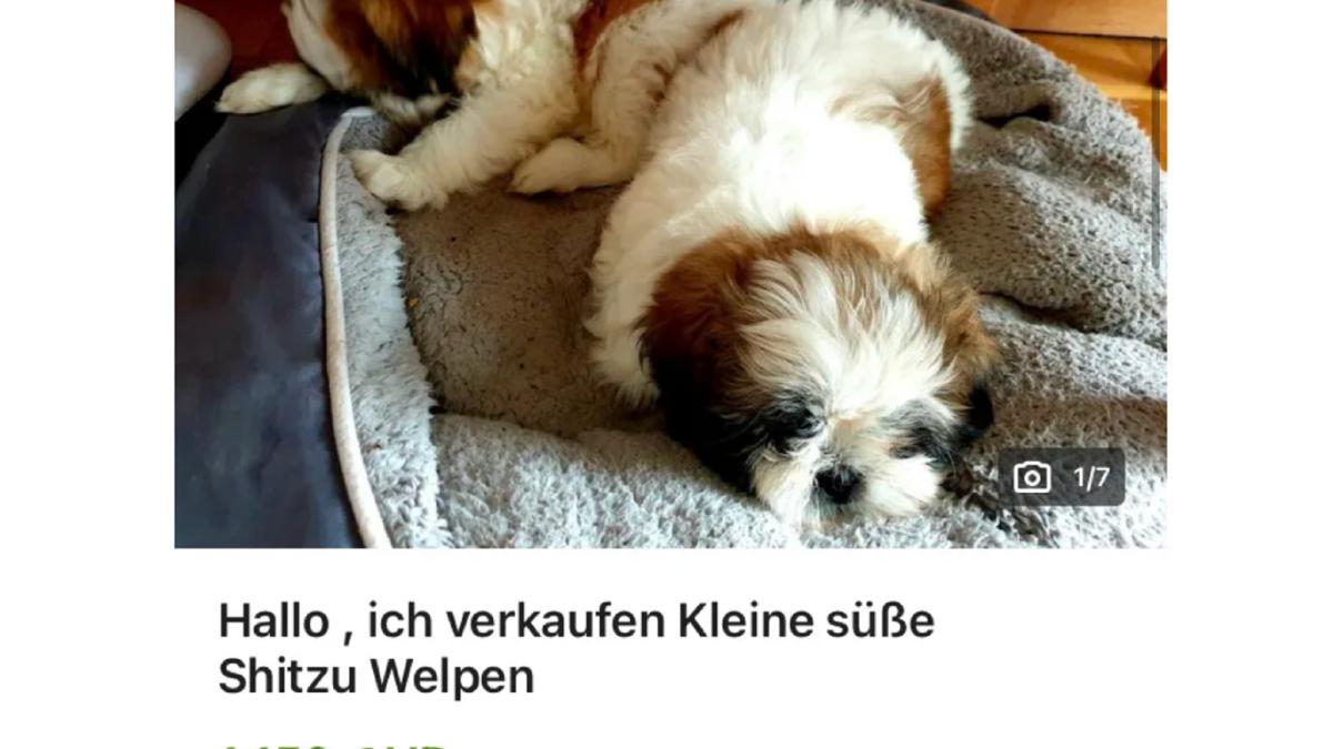 germania--roman--prins-cand-incerca-sa-vanda-catei-este-o-frauda--si-animalele-sufera-nu-le-cumparati-de-pe-internet