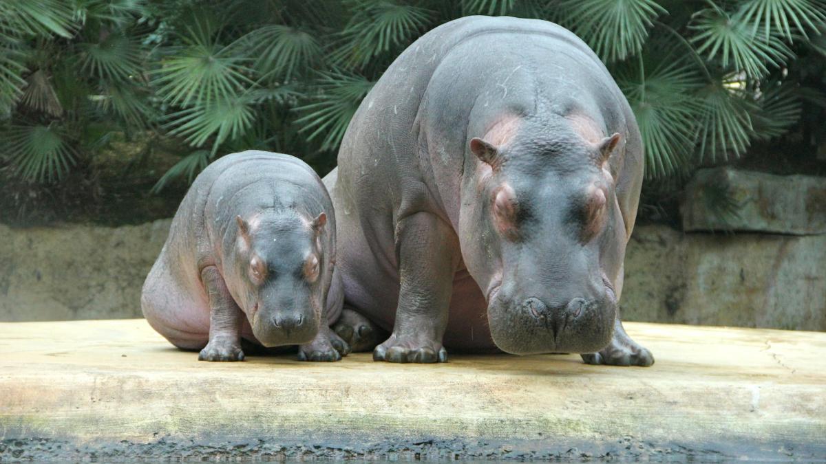 doi-hipopotami-din-belgia--testatprc-ccprc-a7i-pozitiv-cu-covid-19