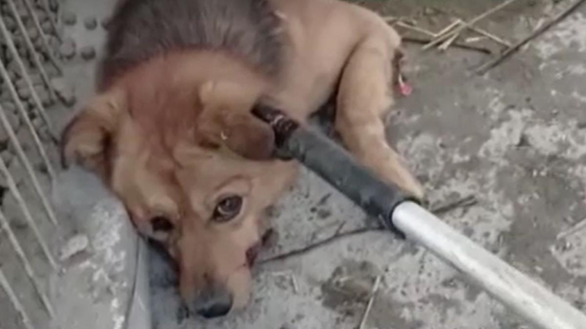 scene-revoltatoare-intr-un-centru-de-ecarisaj-din-romania--cainii-sunt-operati-pe-viu-si-lasati-sa-zaca-pe-jos