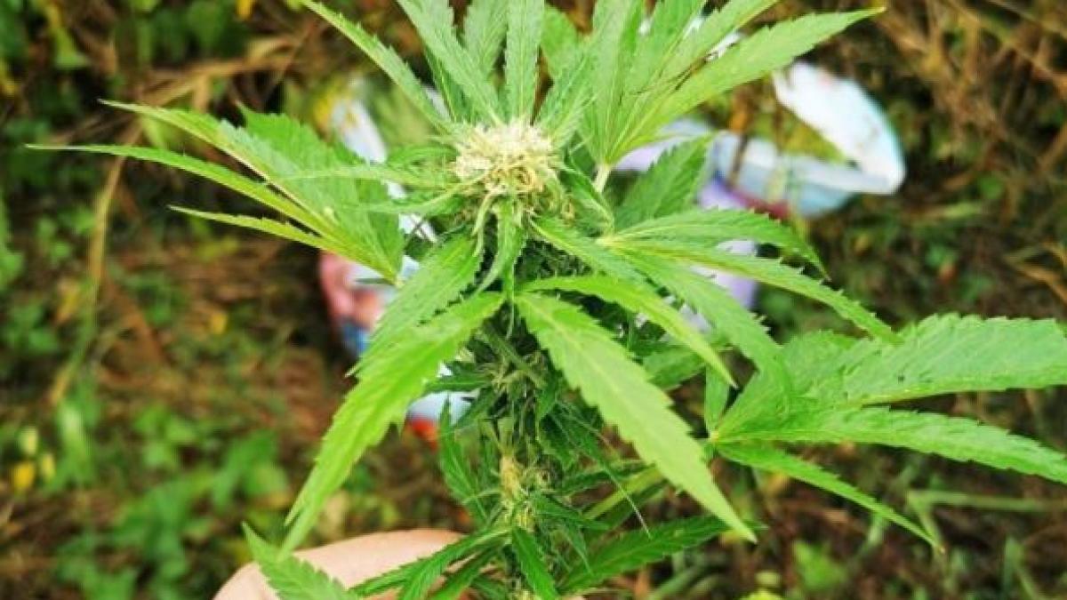 plantatie-de-canabis--descoperita-in-vestul-tarii--inculpatii-cultivau-plantele-in-aer-liber--pe-malul-raului-crisul-alb