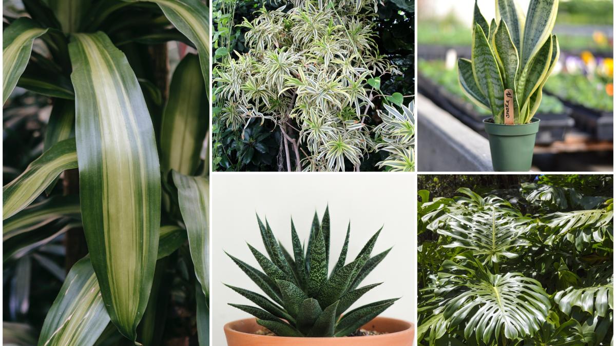 5-plante-de-camera-care-iti-aduc-fericirea-si-iti-poarta-noroc-in-fiecare-zi-2